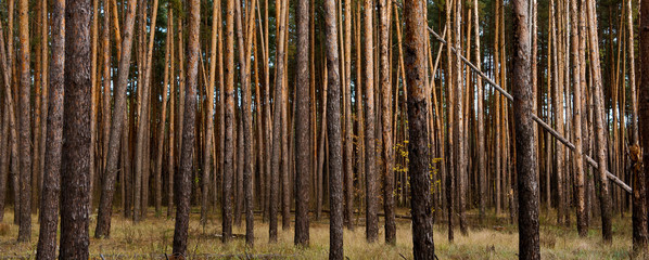 Pine forest. Fragment