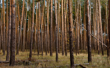 Pine forest. Fragment