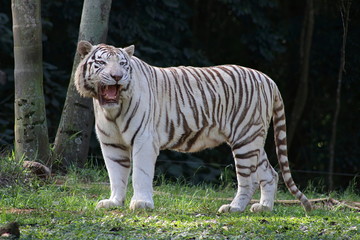 White tiger endangered in the woods
