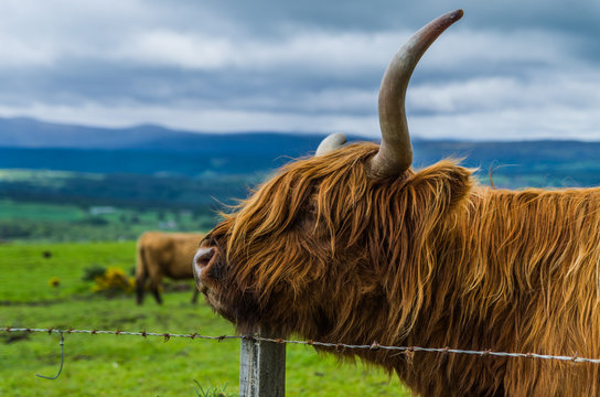 Scottish Highland Cow