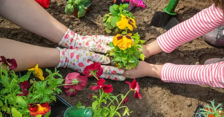 Fotobehang Viooltje Child and mother plant flowers in the garden. Selective focus.  © yanadjan