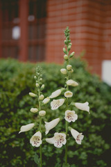 Isolated foxglove flowers in spring © JennDoesStock