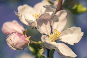 kwiaty jabłoni - obrazy, fototapety, plakaty