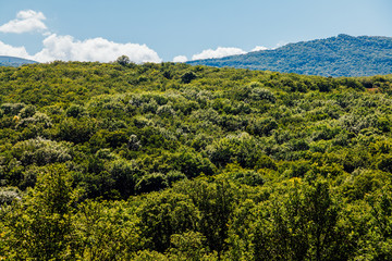 beautiful landscape green forest mountains blue sky