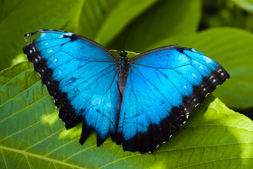 Obraz na płótnie Canvas Mariposa azul