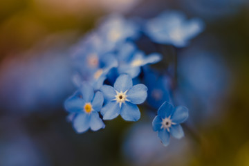 niebieskie kwiaty niezapominajki w ogrodzie