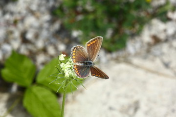 Graubindiger Mohrenfalter / Waldteufel