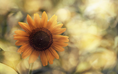 Sunflower summer natural green yellow background. Blooming sunflower with bokeh. Close-up, copy space
