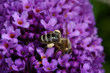 Biene