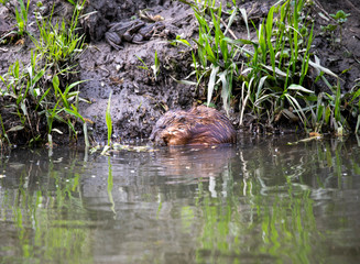 water rats on the river in vivo