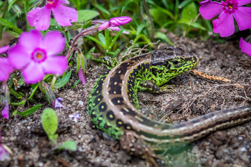 Obraz premium jaszczurka zwinka w barwach godowych