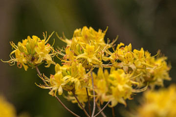 jasne żółte kwiaty rożanecznika1