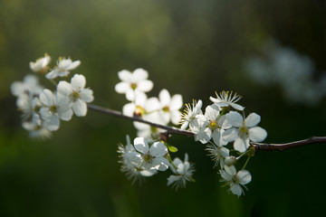 Blooming cherry in the spring. White flowers in the backlight.