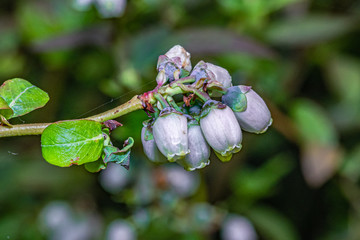 kwiaty borówki amerykańskiej na krzewie © Henryk Niestrój