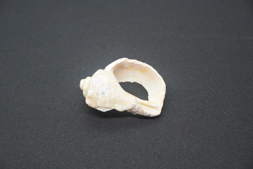 Sea shells placed on background