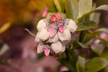 kwiaty borówki amerykańskiej na krzewie © Henryk Niestrój