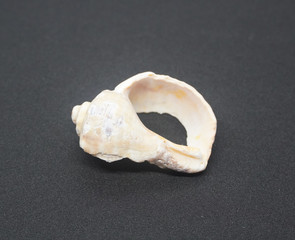 Sea shells placed on background