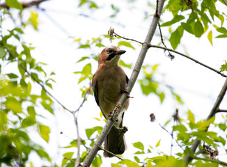 beautiful wild bird jay in the wild
