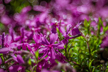 piękne kwiaty na rozmytym tle w kolorowym ogrodzie © Henryk Niestrój