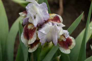 A beautiful curb iris in unusual brownish-blue tones blooms in the garden. An insect sits on a flower.