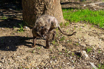 disabled cat (missing leg)