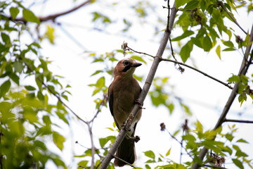 beautiful wild bird jay in the wild