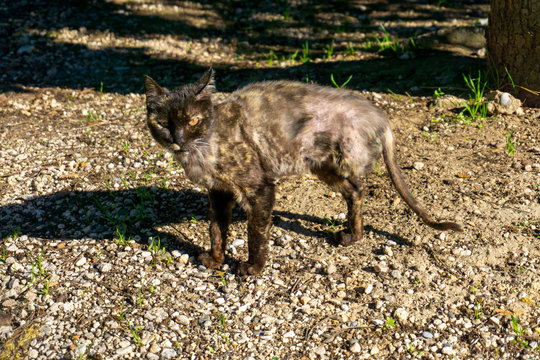 disabled cat (missing leg) - Powered by Adobe