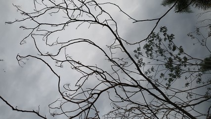 galho seco, tempo nublado, chuva, tempestade