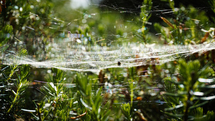 Spider in Web