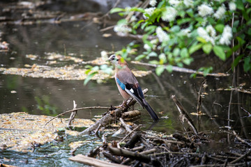 beautiful wild bird jay in the wild