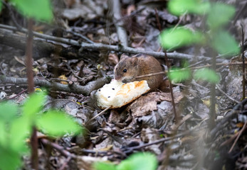 forest gray chipmunk found a crust of bread and eats it