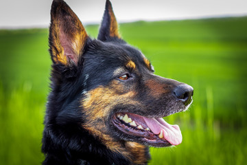 portrait of a german shepherd
