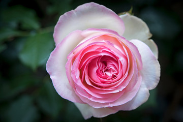 Close up of beautiful rose