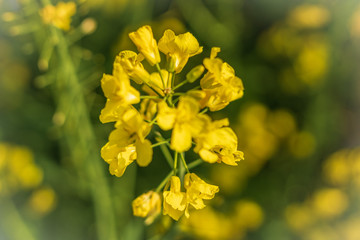 yellow flowers in spring