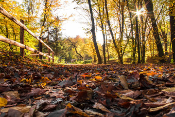 yellow autumn, Indian summer in the park, sunny day in the park, warm autumn days in the park