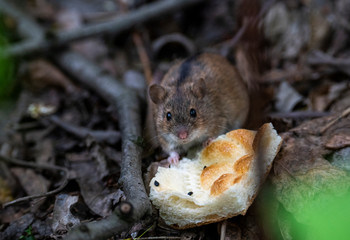 forest gray chipmunk found a crust of bread and eats it