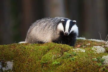 Fluffy european badger, meles meles, facing camera on mossy rock in summer forest. Fat mammal with black and white stripes in green nature. Animal wildlife in wilderness. © WildMedia