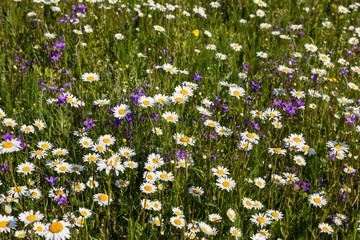 blooming summer meadow with chamomiles and bluebells