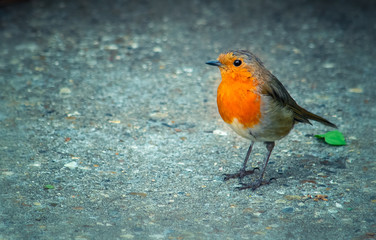 Cute robin bird standing on the ground