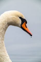 Water dripping from the beak of a swan