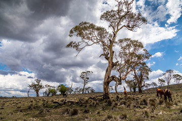 Wild horses - so called Brumbies - in the Kosciuszko National Park in New South Wales, Australia at a cloudy day in summer.