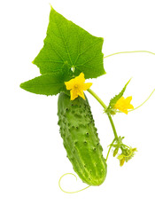 Fresh green cucumber with green stem leaves and flower.