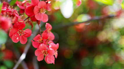 Red spring flowers of Japanese quince (Chaenomeles japonica) on blurred green background with beautiful bokeh.