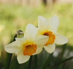 Beautiful yellow daffodils in the summer garden