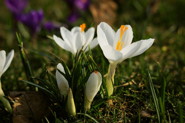 spring purple and white crocuses with a yellow core close up