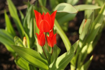 Beautiful Red Tulips in the summer garden