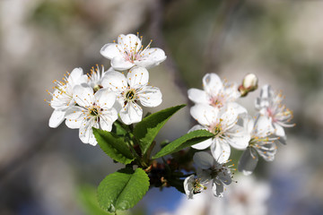Cherry blossom in spring garden close up. White flowers on a branch in sunny day