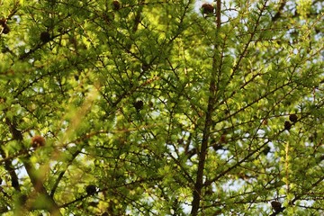 Beautiful green young pine in the Park 