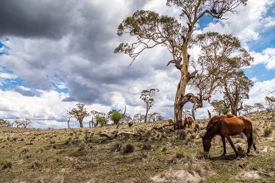 Wild horses - so called Brumbies - in the Kosciuszko National Park in New South Wales, Australia at a cloudy day in summer.