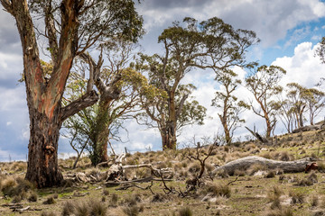 Beautiful trees in the Kosciuszko National Park in New South Wales, Australia at a cloudy day in...